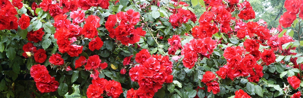 Rosa pnouci banner 02